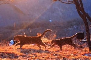 Котята редчайшего леопарда попали на видео в Приморье
