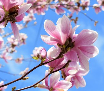 Цветочная феерия