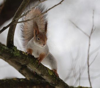 Белка на дереве..