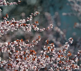 В стиле Ван Гога