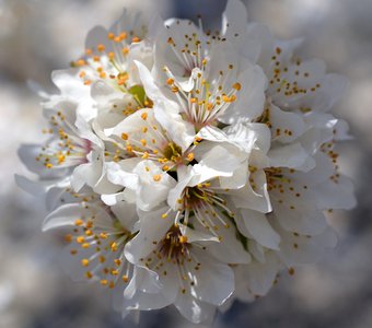 Цветочный шар