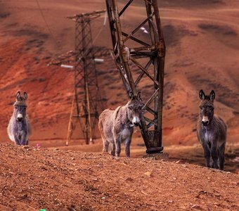 Марсианские хроники