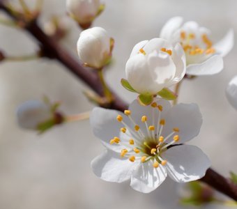 Нежность алычи