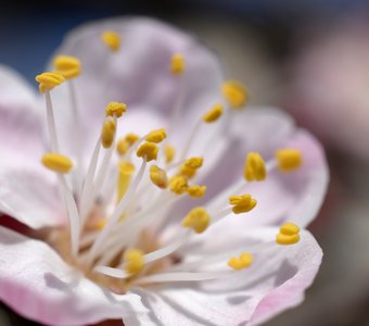 Дом для Дюймовочки