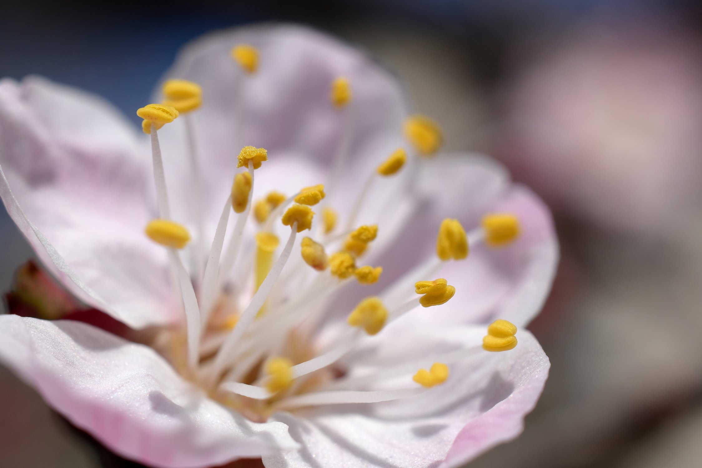 Дом для Дюймовочки