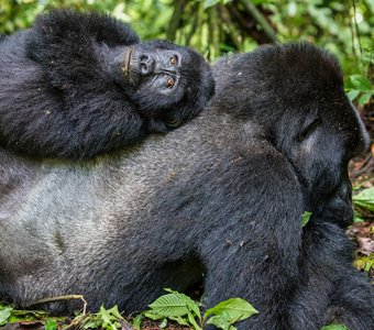 Самый удобный диван - папа!