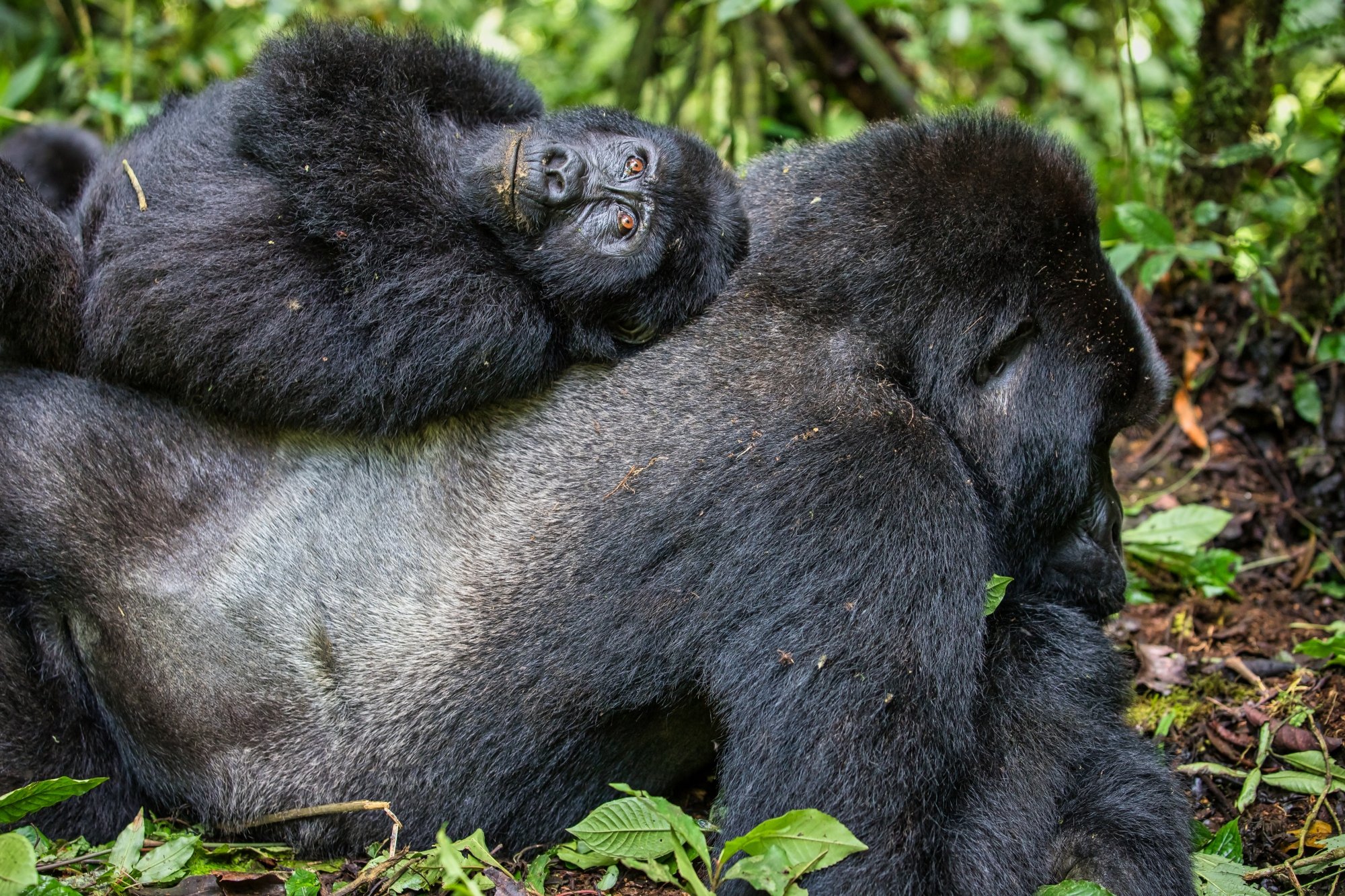 Самый удобный диван - папа!