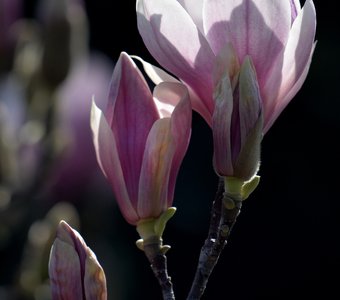 Сумрачная магнолия