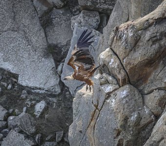 Белоголовый сип