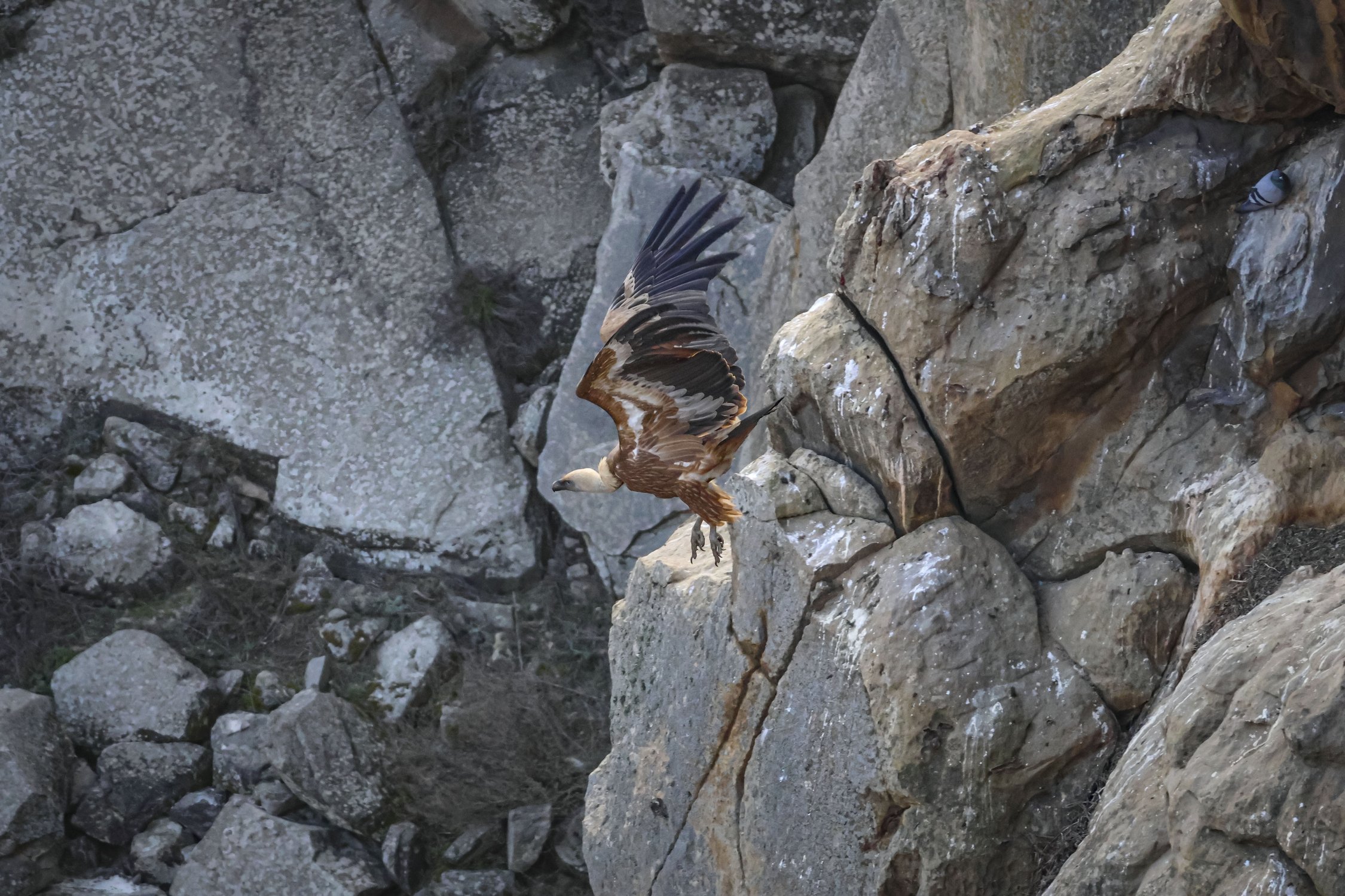 Белоголовый сип