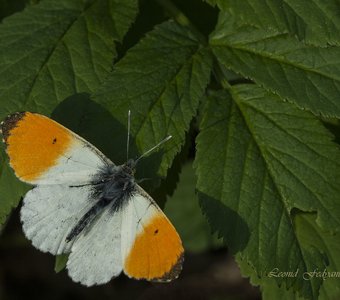 Зорька принимает солнечные ванны