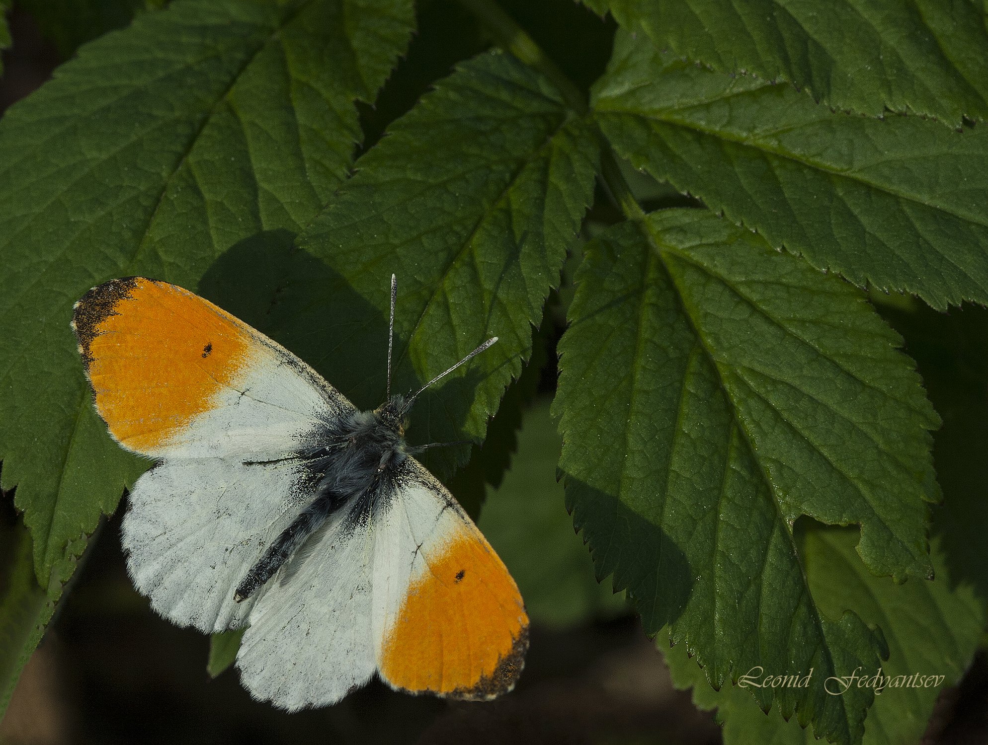 Зорька принимает солнечные ванны