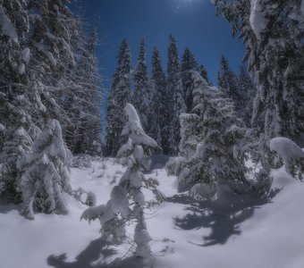 Лес в лунном свете