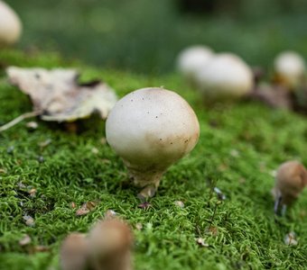 Молодой дождевик среди мха