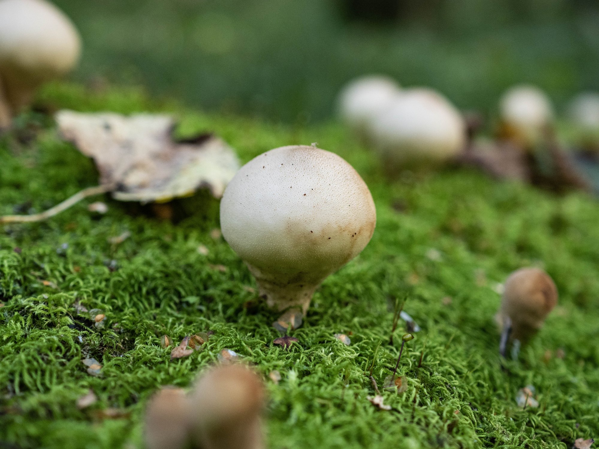 Молодой дождевик среди мха