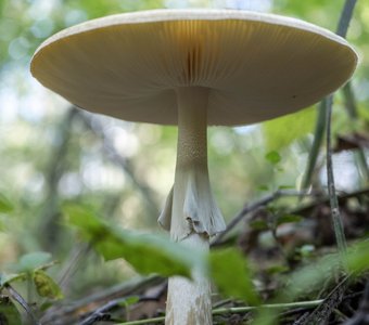 Под шляпкой бледной поганки
