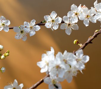 Нежность алычи