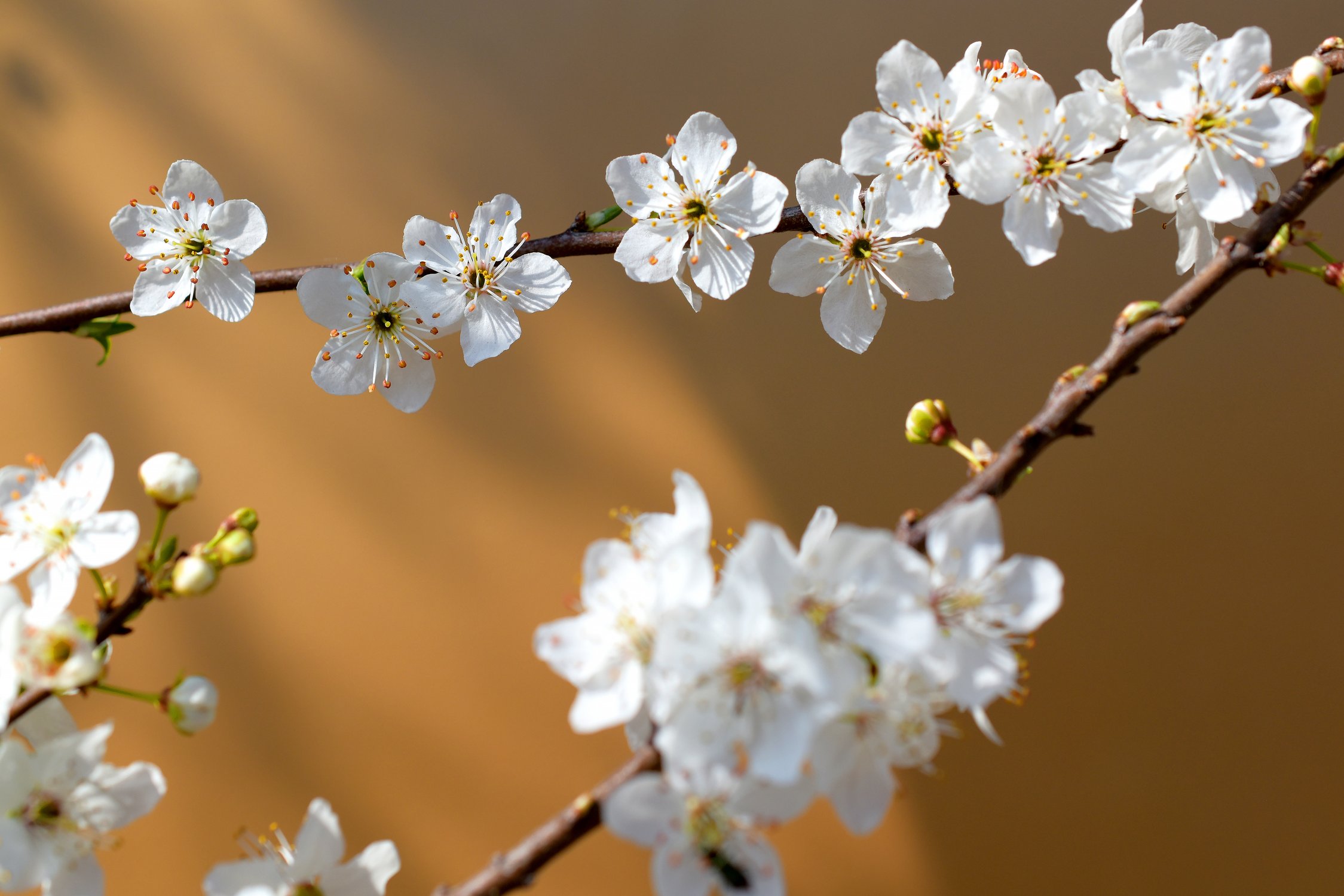 Нежность алычи