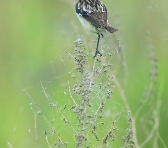 Чекан в дозоре