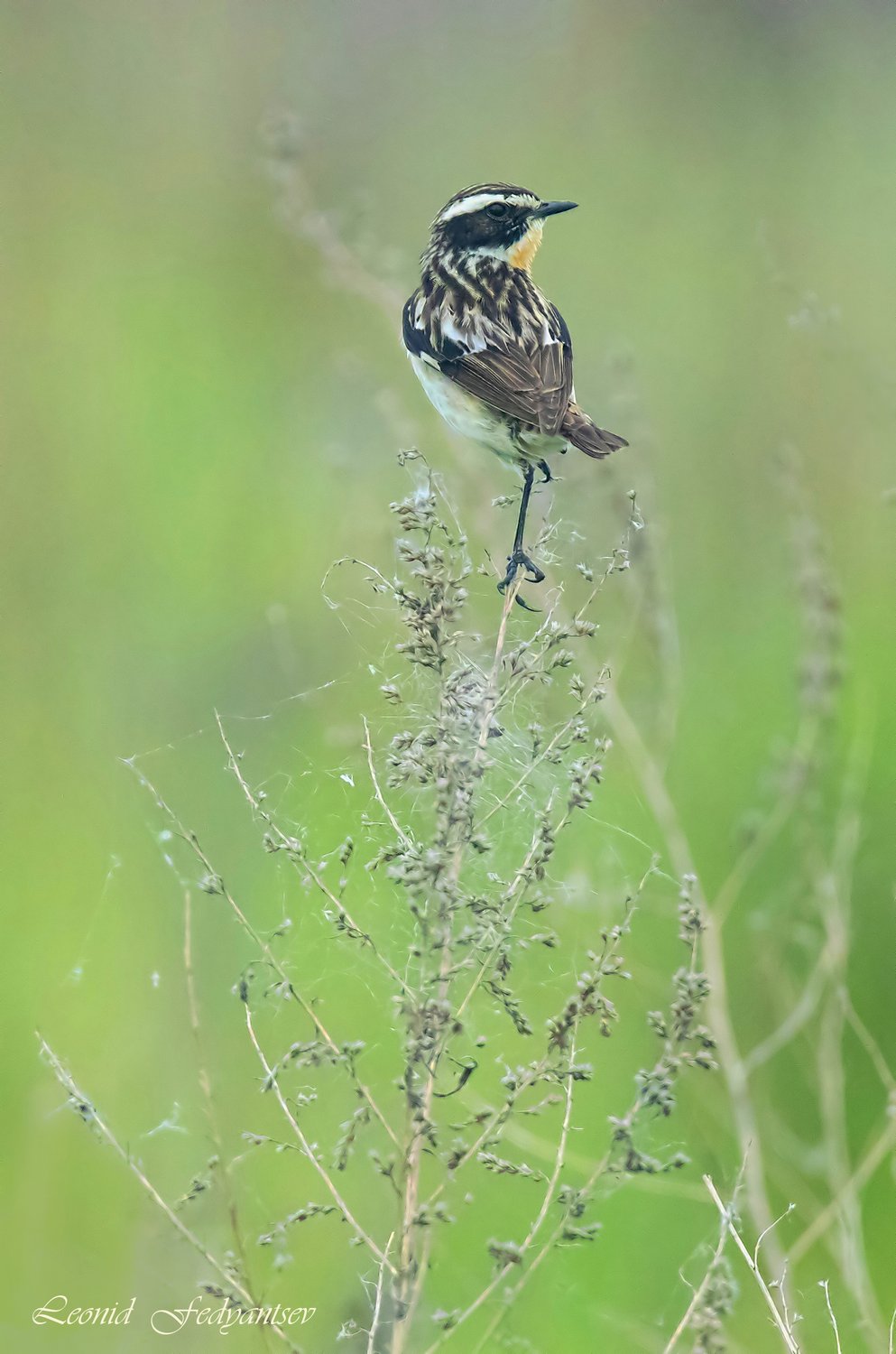Чекан в дозоре