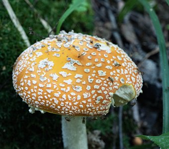 Красный мухомор с комарами у кромки шапочки