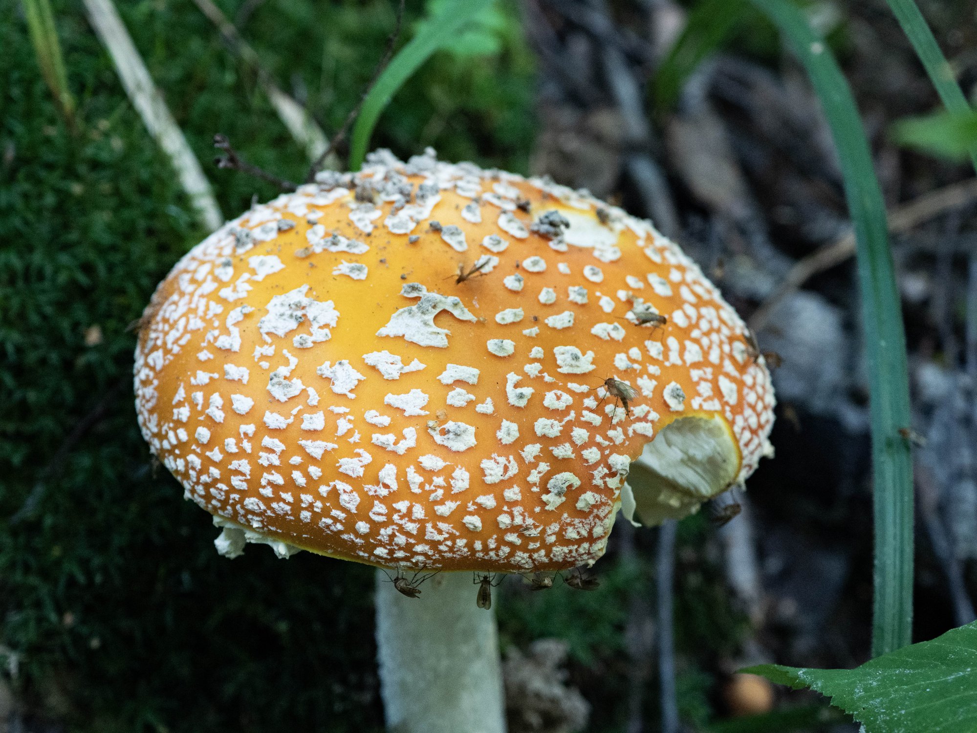 Красный мухомор с комарами у кромки шапочки