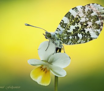 Зорька и фиалка