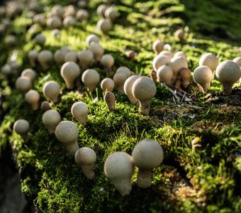 Молодые дождевики на стволе трухлявой березы