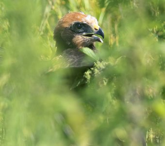 Птичье детство: в летних травах