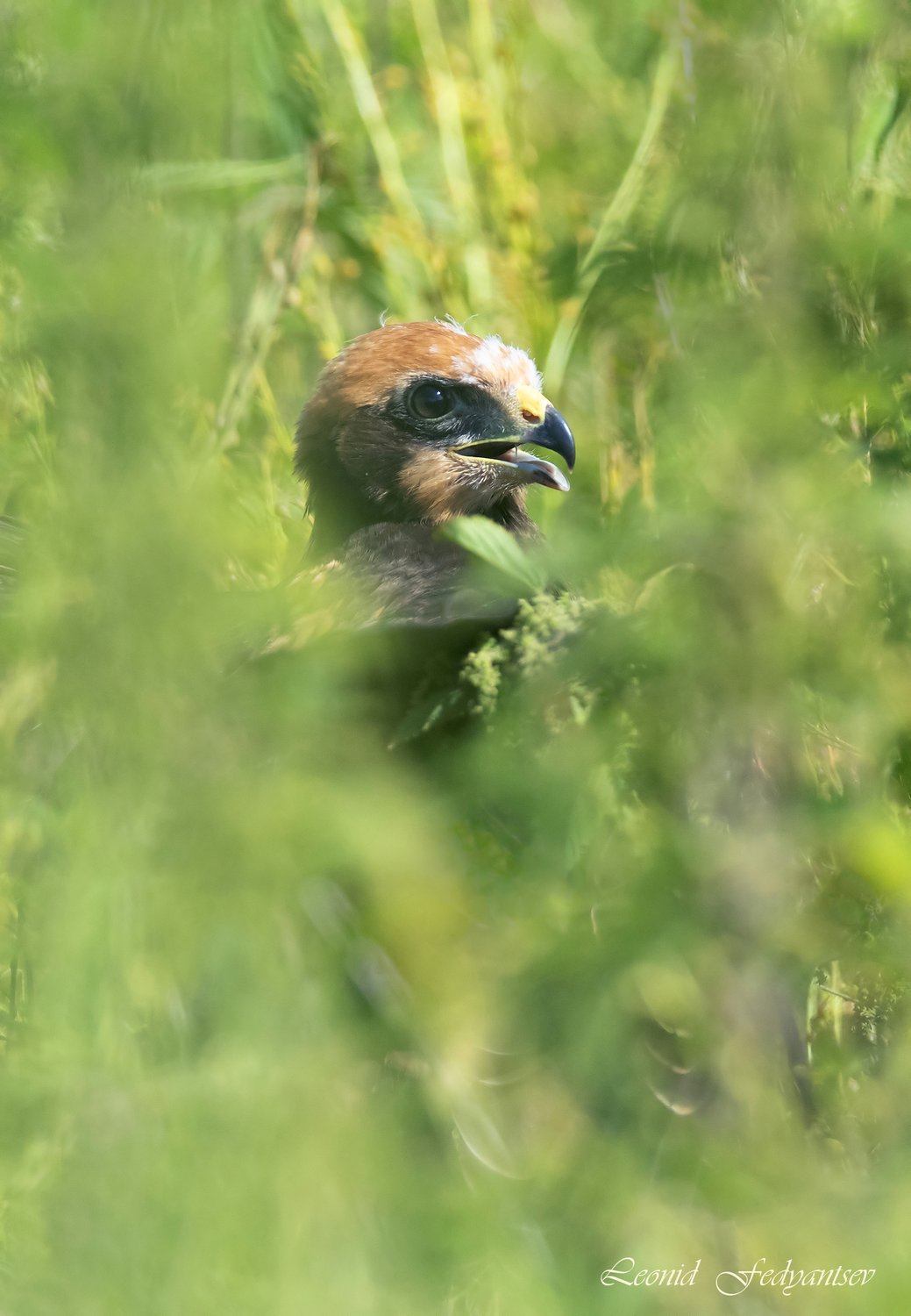 Птичье детство: в летних травах