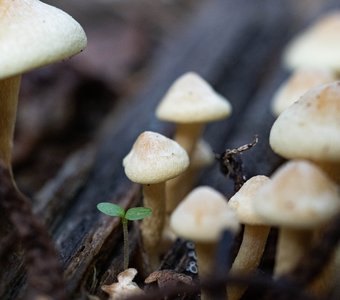 Гифолома Hypholoma (Ложноопёнки) и молодой росток