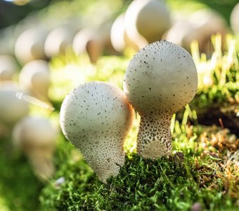 Дождевик грушевидный, или Apioperdon pyriforme