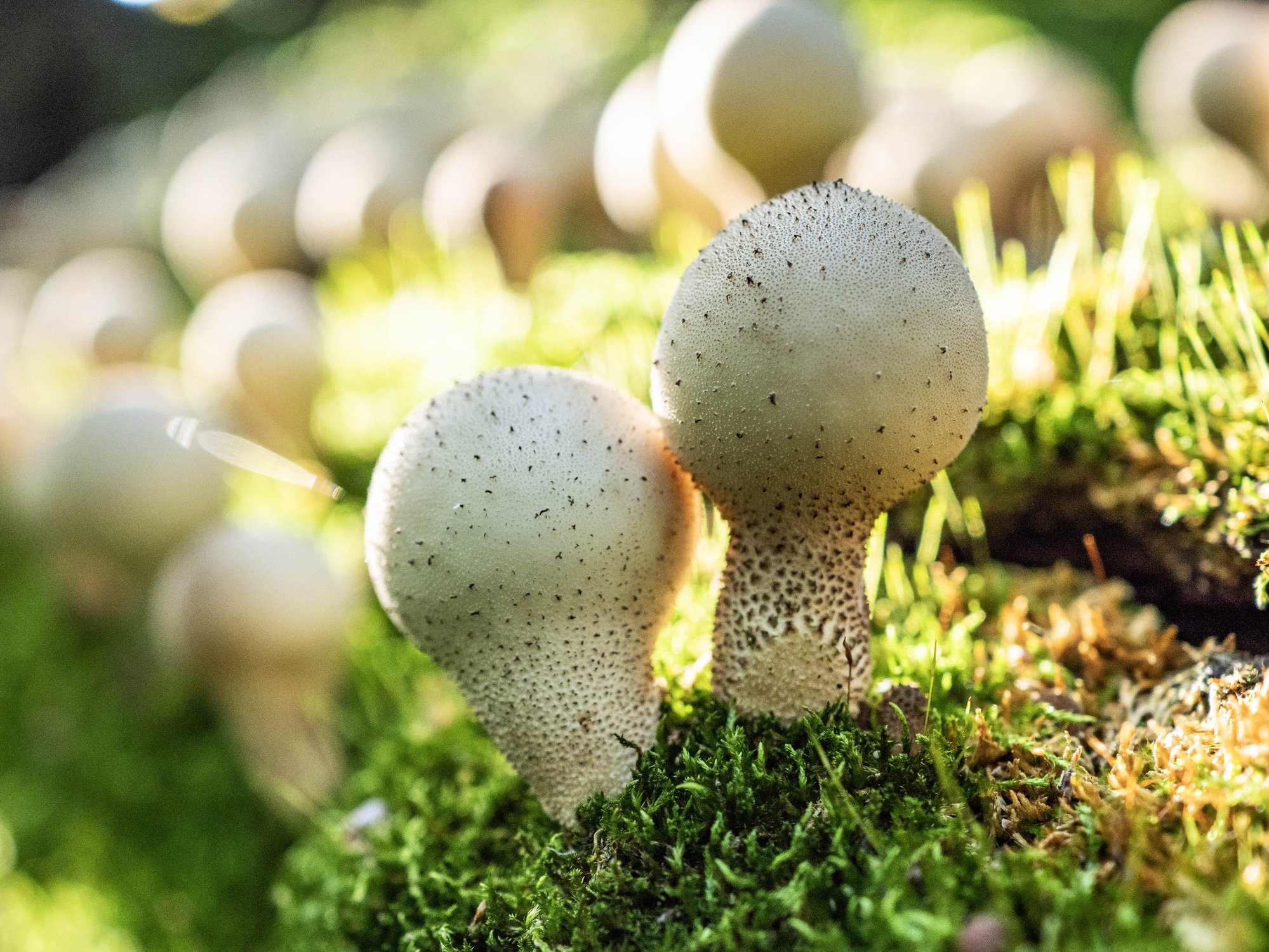 Дождевик грушевидный, или Apioperdon pyriforme