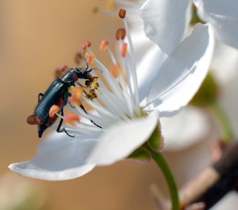 Цветочный гость