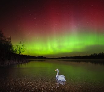 Одинокий созерцатель