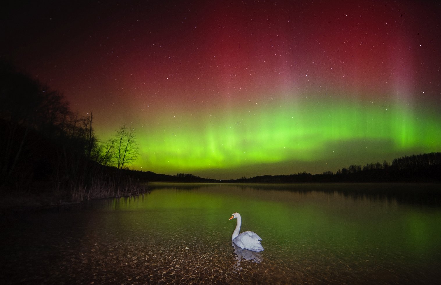 Одинокий созерцатель