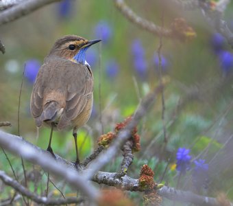 В буром пальто