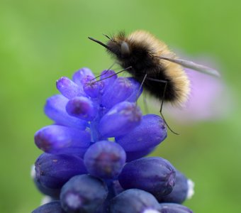 Самый милый и пушистый 😃