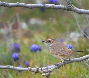 Модные штанишки