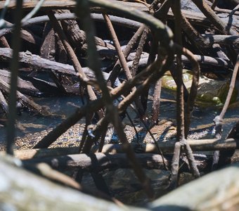 Крокодил - найди меня!