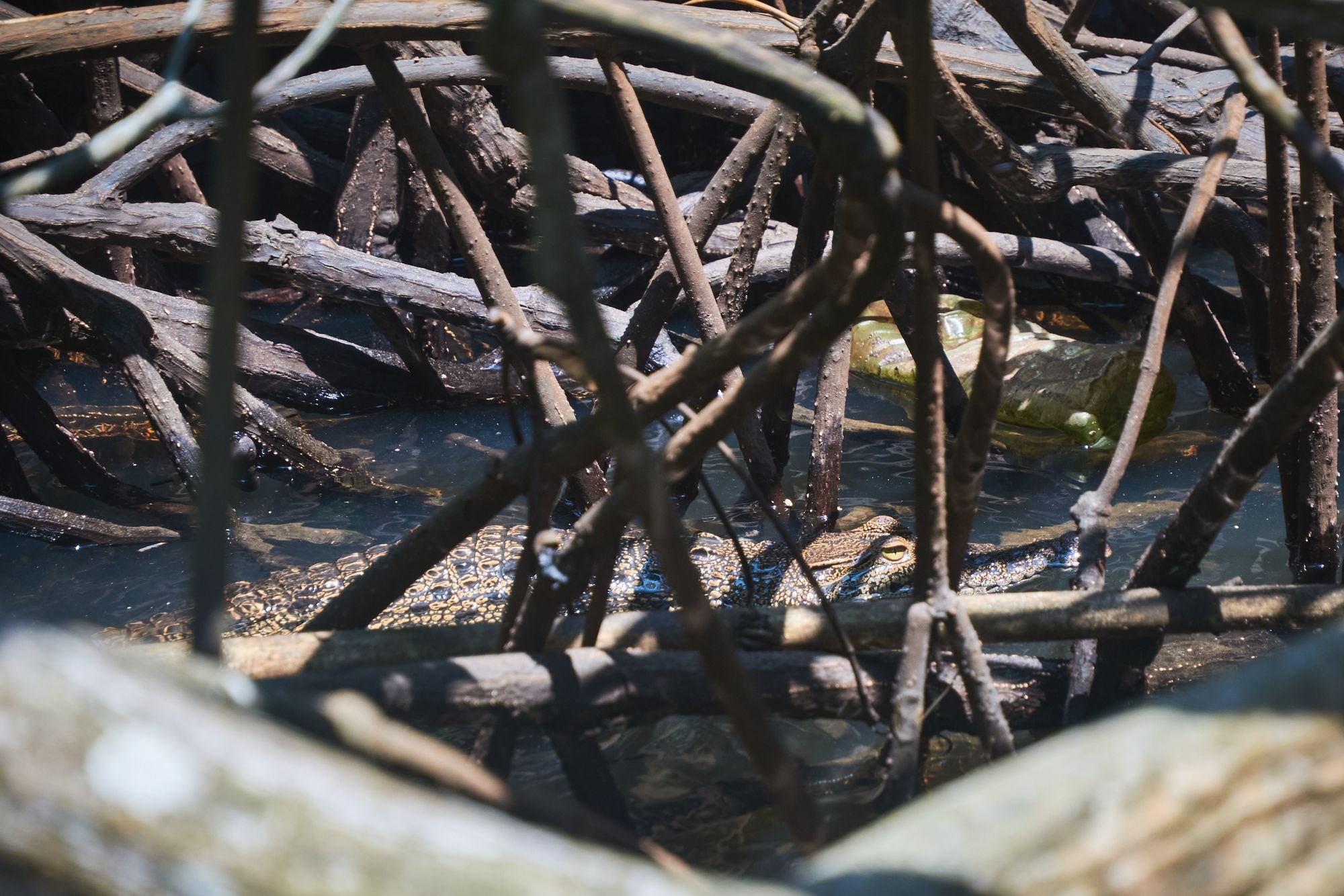 Крокодил - найди меня!