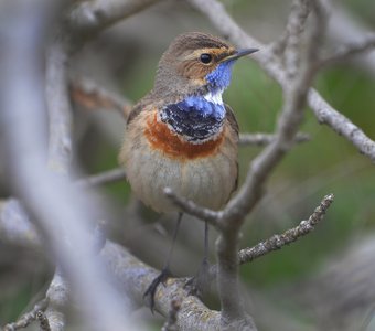 Высоко сижу, далеко гляжу