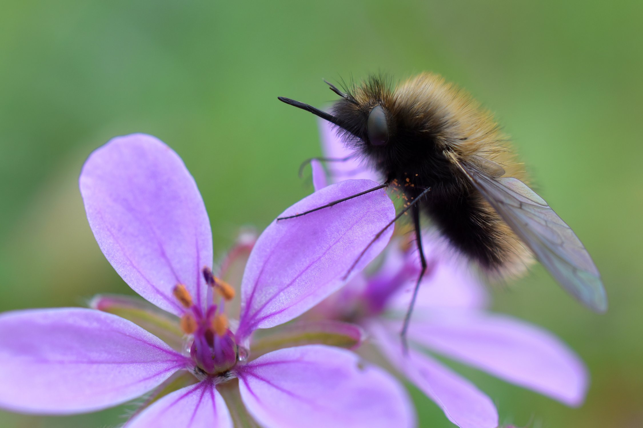 Самый милый и пушистый