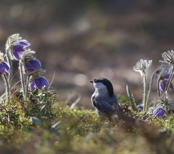 Гайкина весна