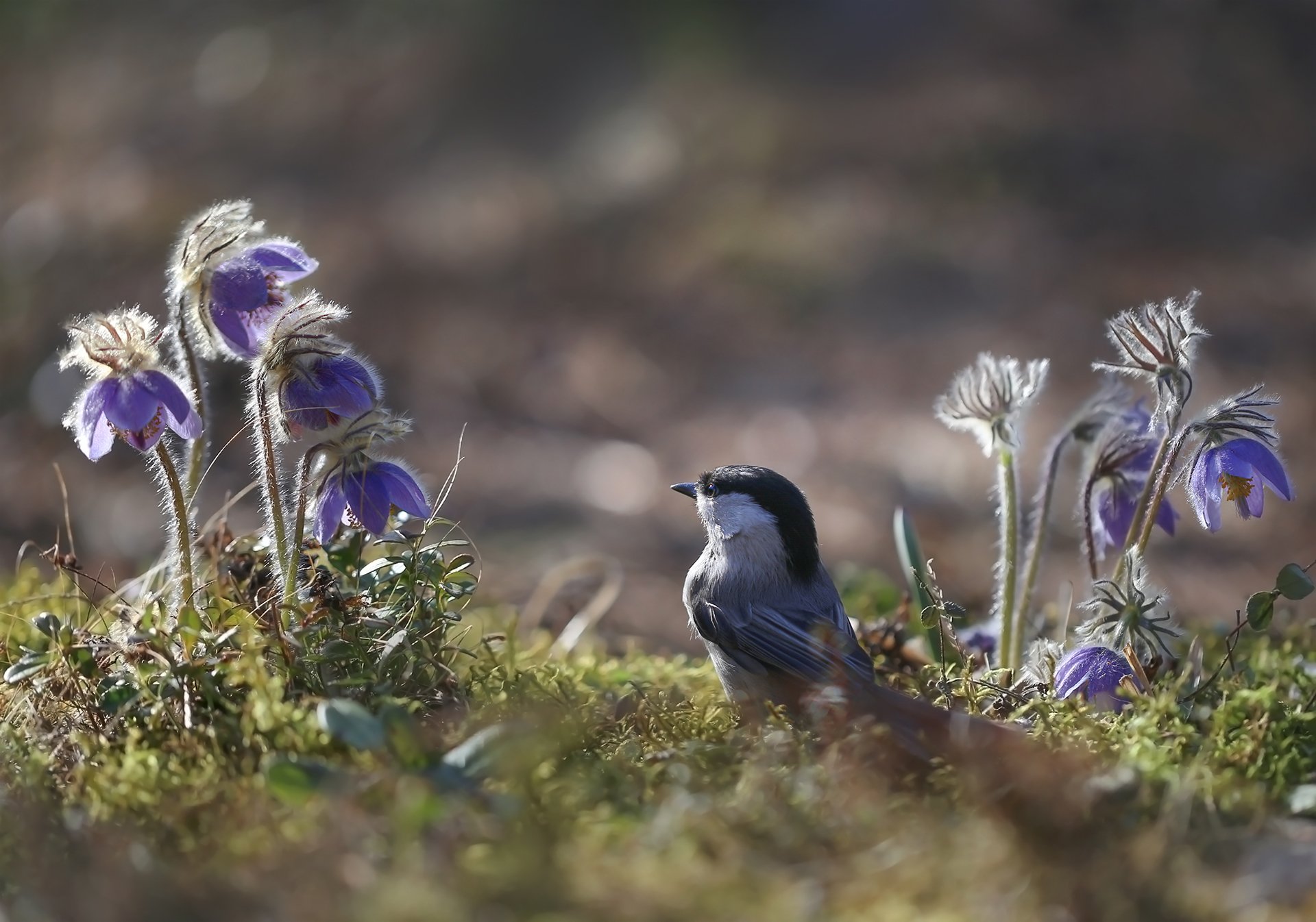 Гайкина весна