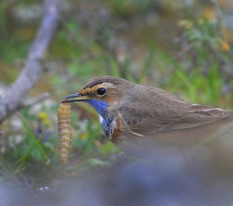 Белковая диета