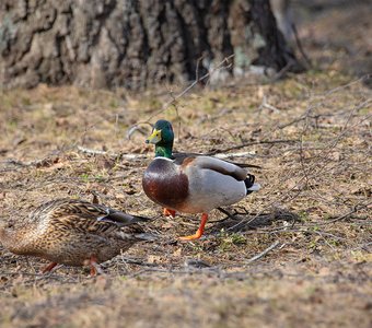 «Мы с Тамарой ходим парой»
