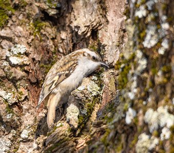 Обыкновенная пищуха ищет пищу