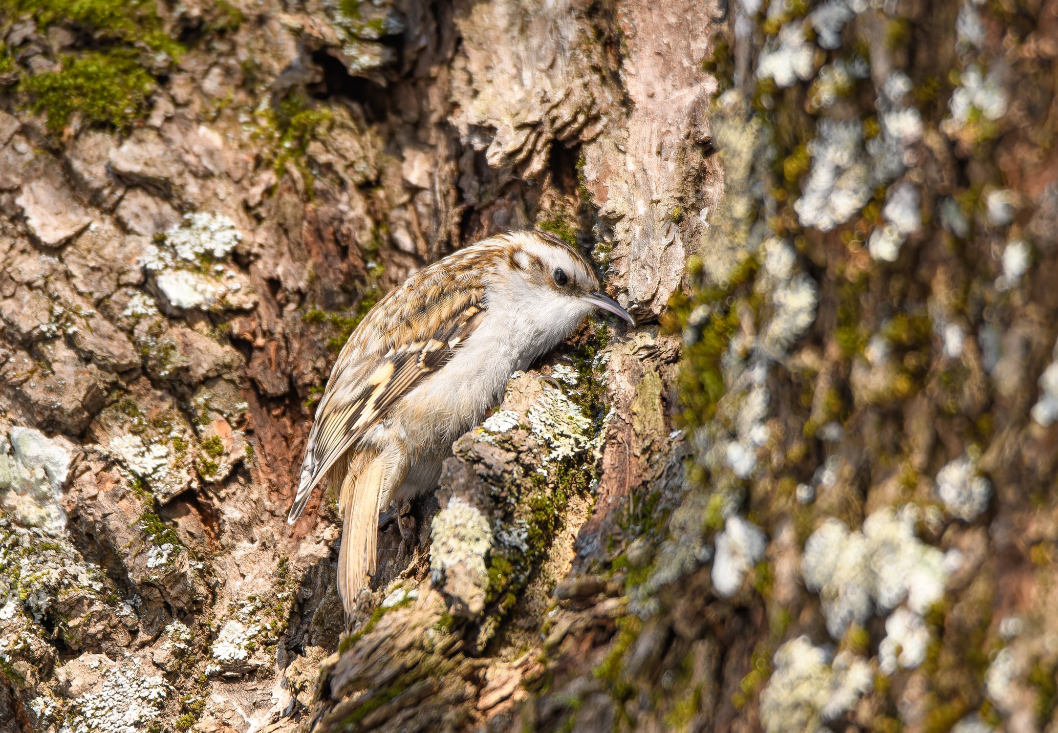 Обыкновенная пищуха ищет пищу