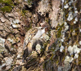 Обыкновенная пищуха ищет пищу